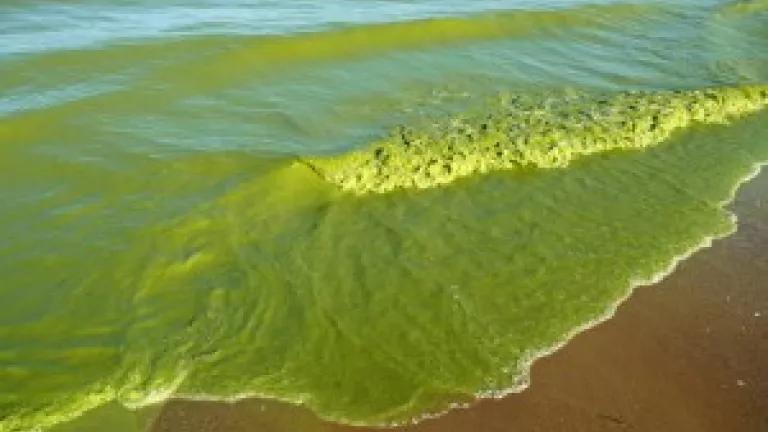 algae-waves-300x225.jpg
