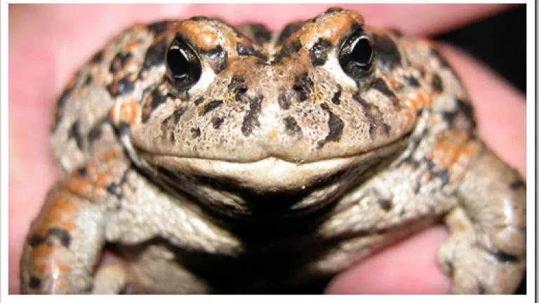 amargosa toad (USFWS)