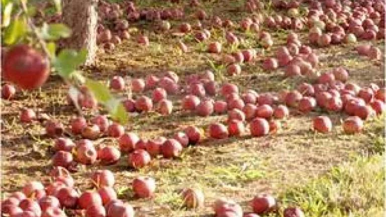 apple farm.jpg