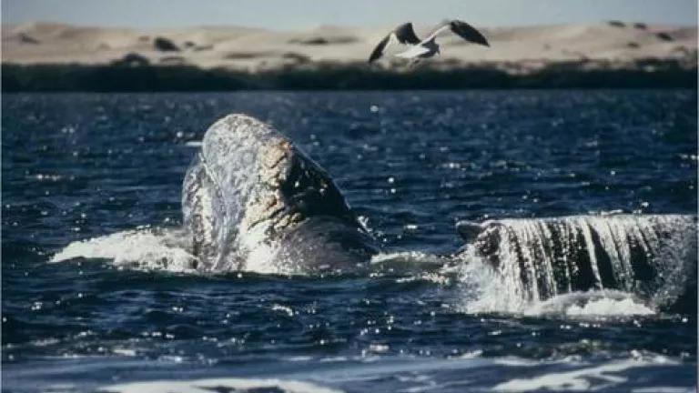 baja.whale Picture.sobol.jpg