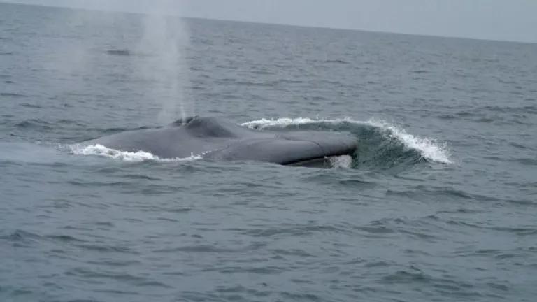 bluewhale1_noaa.jpg