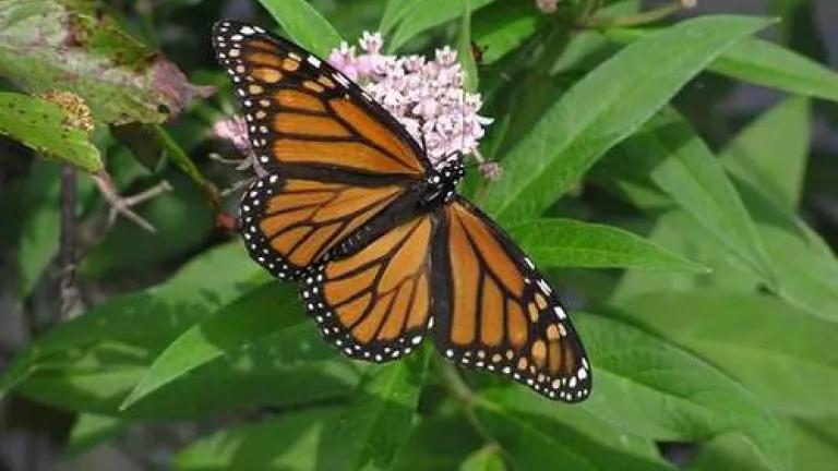 butterfly_milkweed.jpg