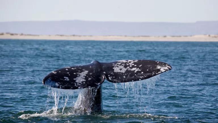 A whale dives back beneath the water, its tail seen above the surface