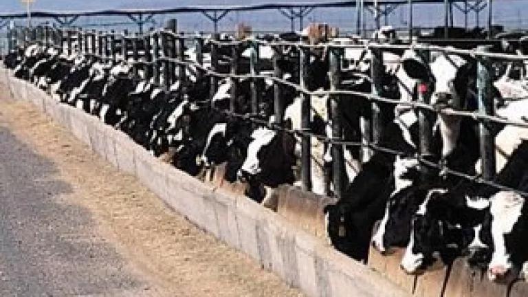 Thumbnail image for cafo.jpg