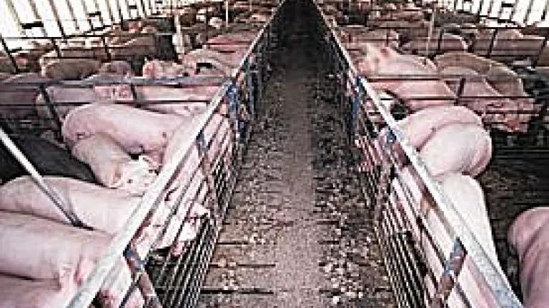 cafo2.jpg