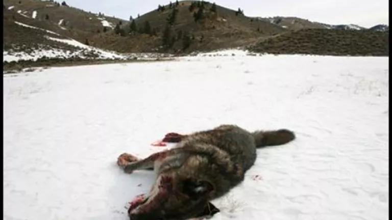 wolf shot illegally in Idaho