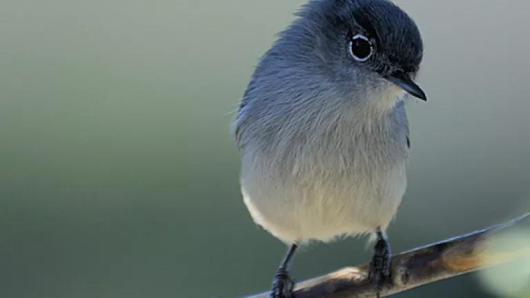 coastal California gnatcatcher (USFWS)
