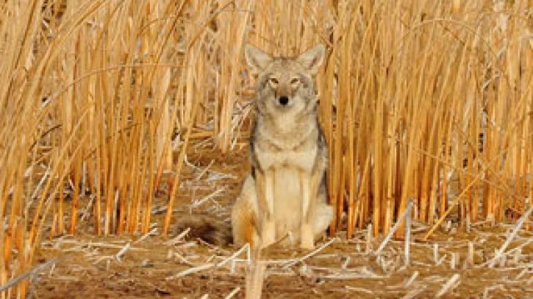 coyote.jpg