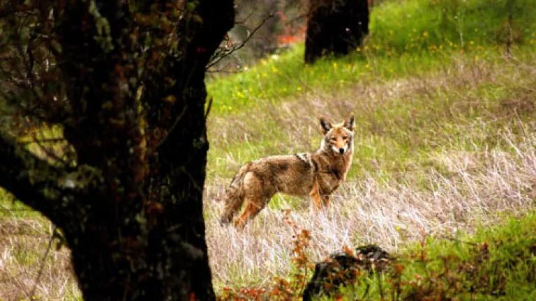 Coyote