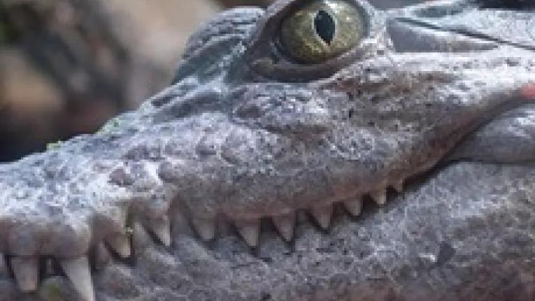 Philippine crocodile (Daniel Coomber via creative commons)