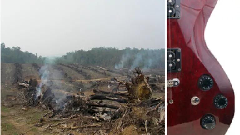 deforestation & guitar.PNG