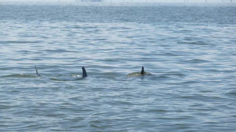 dolphins swimming in oil.jpg