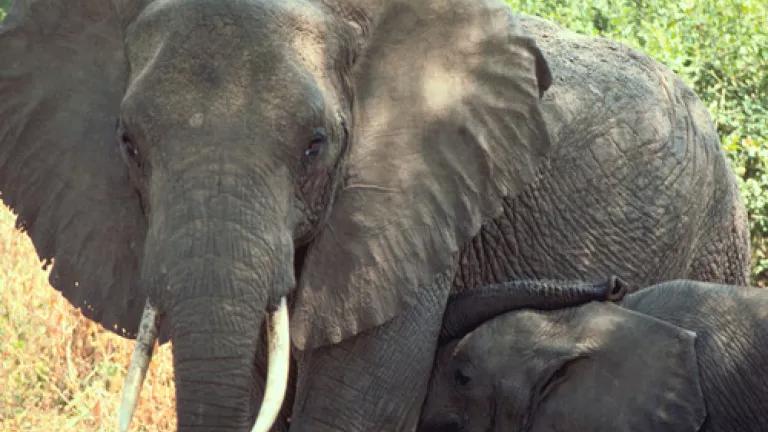 elephant_cow_and_calf_credit_Gary_M_Stolz_USFWS.jpg