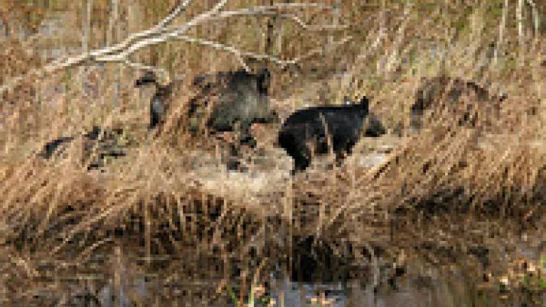 feral swine (U.S. Fish and Wildlife Service)
