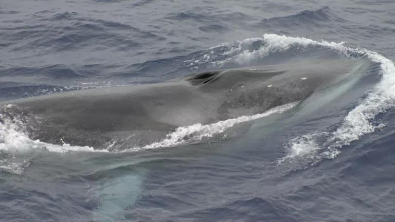 Fin whale