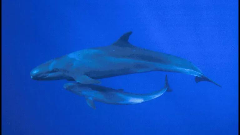 False killer whale (copyright Doug Perrine/ SeaPics.com)