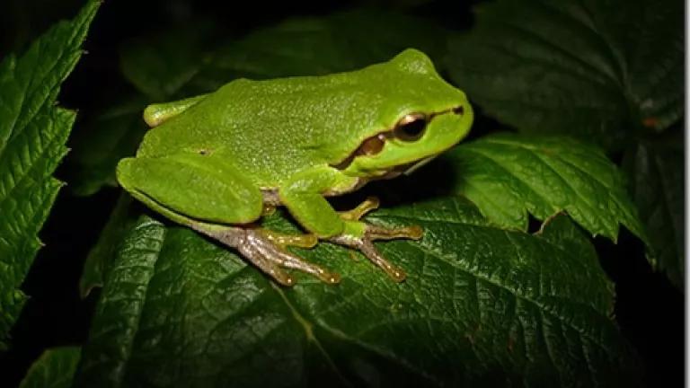 Frog by by g_kovacs via Flickr