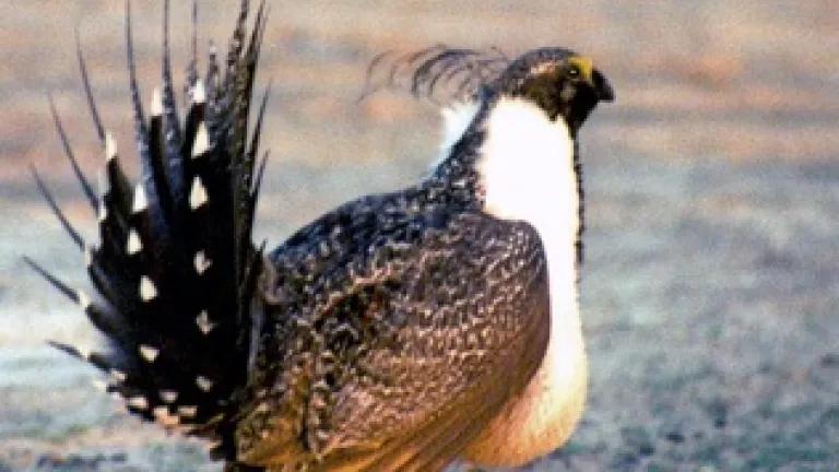 greater sage grouse.jpg