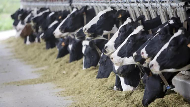 iStock_000017192653Medium_livestock.jpg