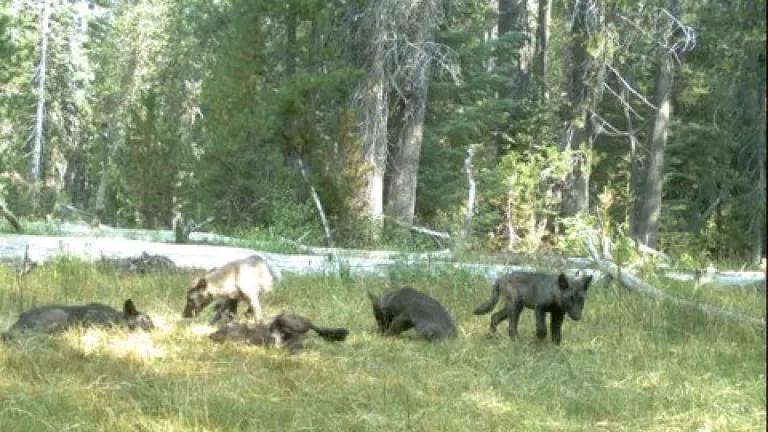 Courtesy of California Department of Fish and Wildlife