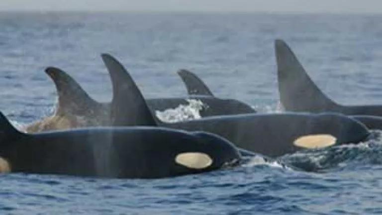 killerwhales_southernresidents NOAA.jpg