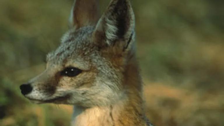 kit fox.jpg