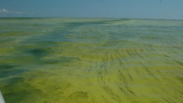 lake erie with algae bloom.jpg