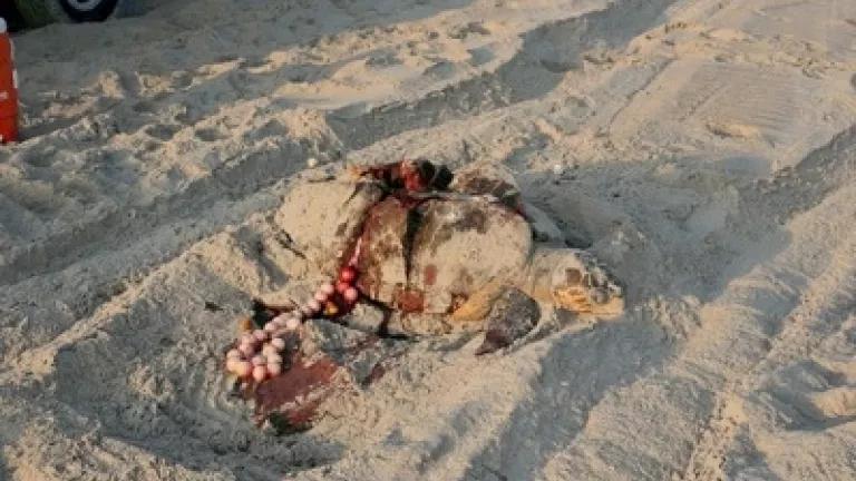 loggerhead.JPG