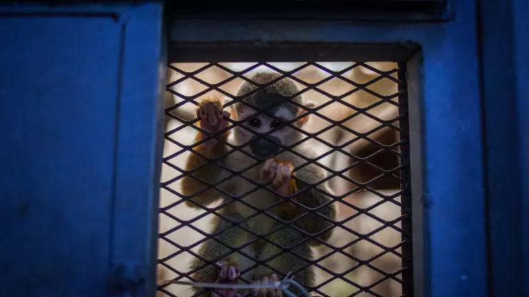 A monkey looks out from caged-in window