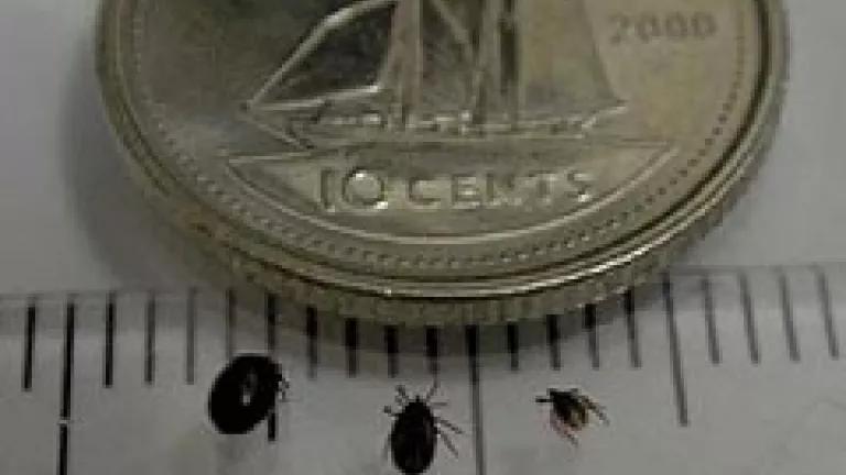 Unfed blacklegged ticks next to a dime for size comparison