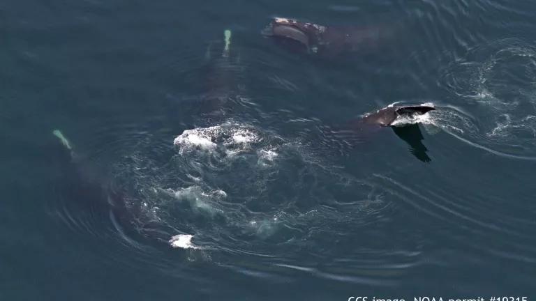 Feeding North Atlantic right whales