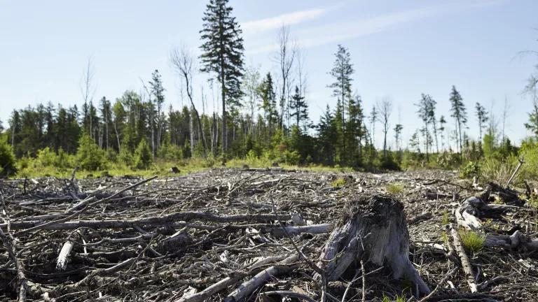 A picture of a clearcut in Ontario