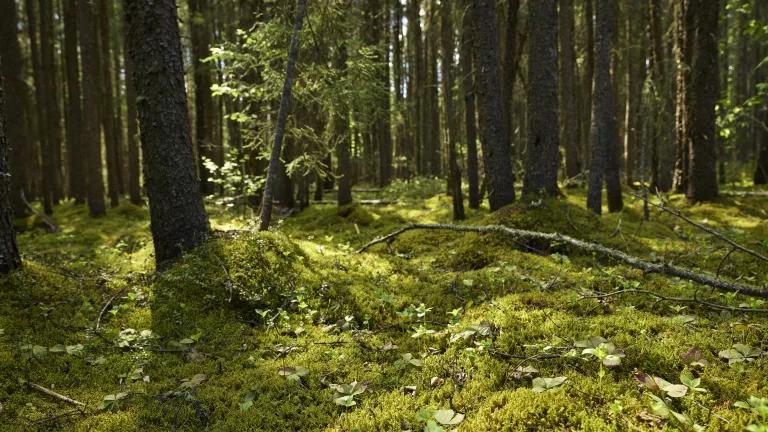An image of lush boreal forest in Canada