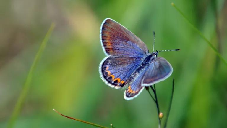 Karner blue butterfly neonic