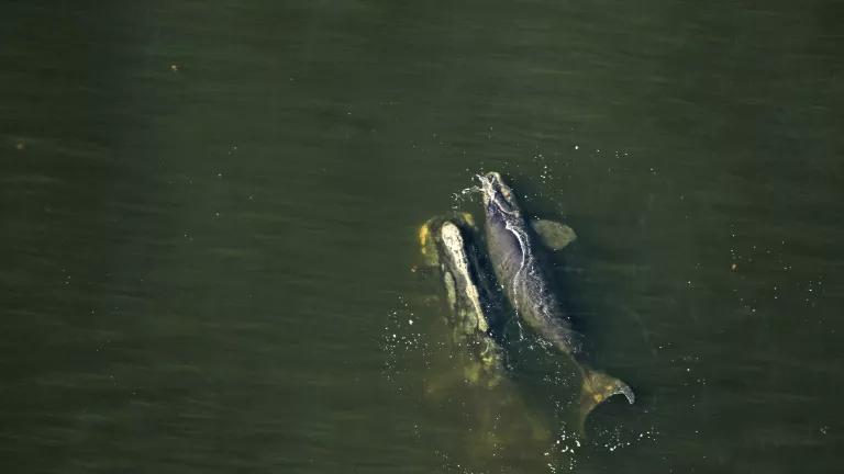 North Atlantic right whale mom and calf