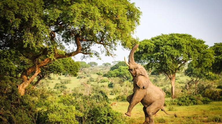 An elephant reaches up with its trunk to a leafy tree branch