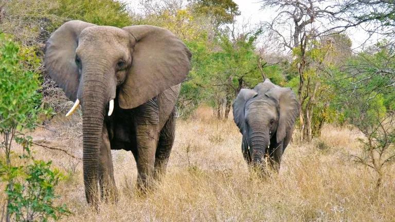 Two elephants walk next to each other through tall grasses