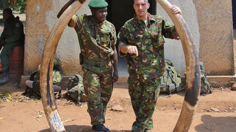 Officials holding elephant ivory