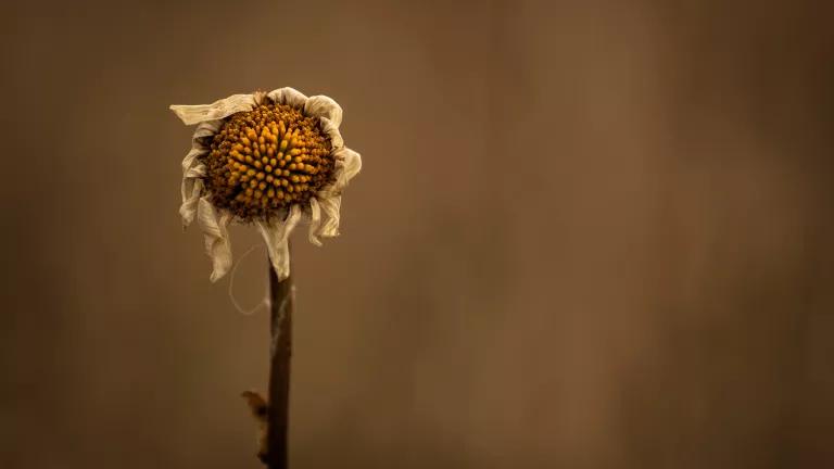 A dried, withered flower