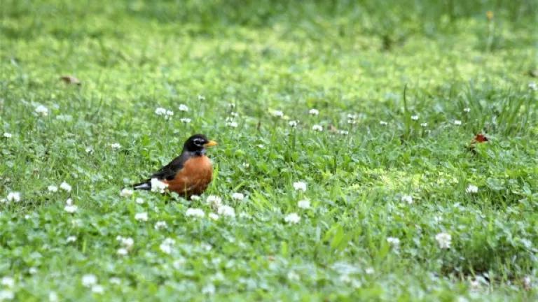 American robin in field of clover