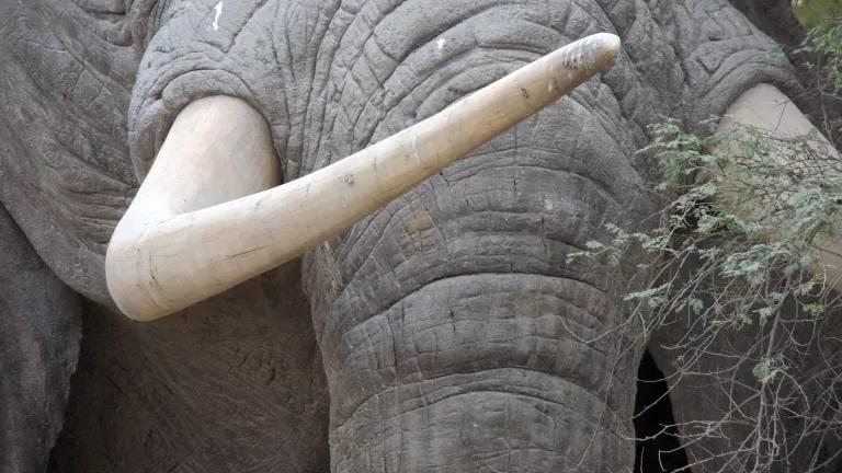elephant tusk