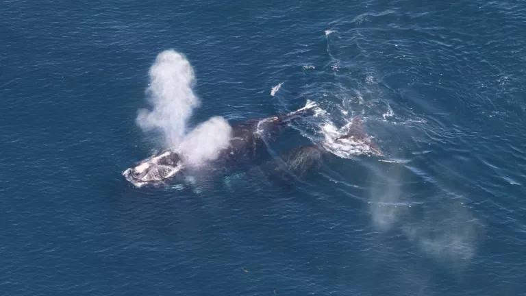 North Atlantic right whale mom calf pair