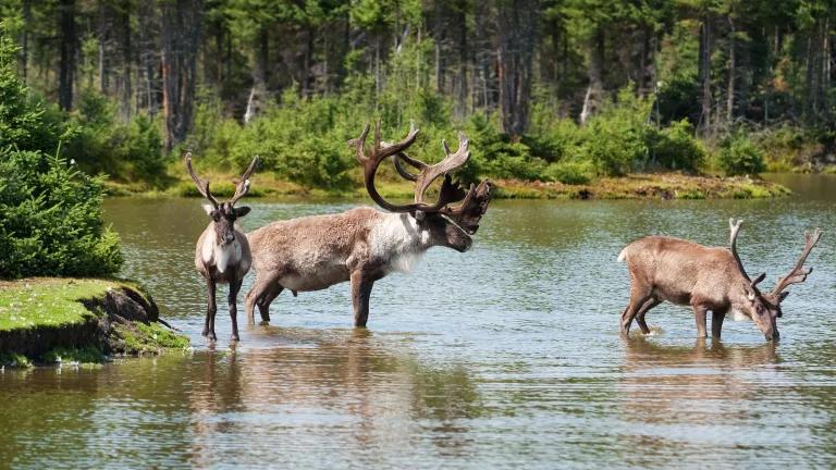 Woodland Caribou in River