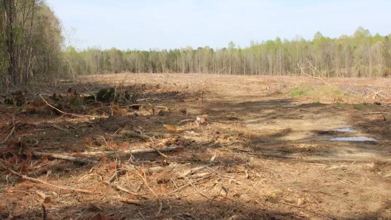 2019 clearcut in the U.S. Southeast. Wood from this site was traced back to Enviva’s Northampton, North Carolina pellet facility.