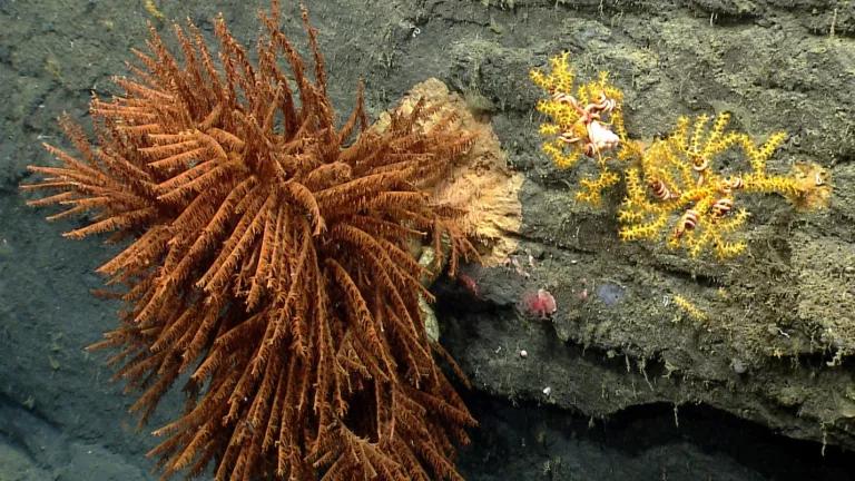 Corals in Oceanographer Canyon