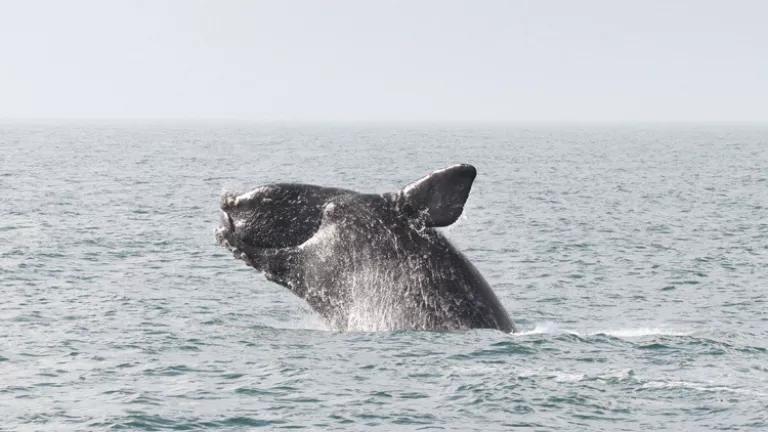 Breaching North Atlantic right whale