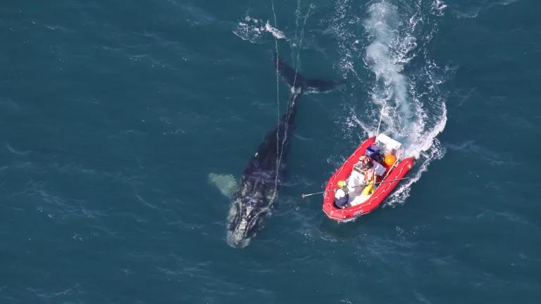 Entangled North Atlantic right whale