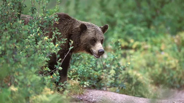 Grizzly bear in Montana