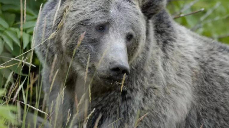 USFWS - Grizzly Bear looking over shoulder