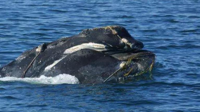 Right whale entangled head